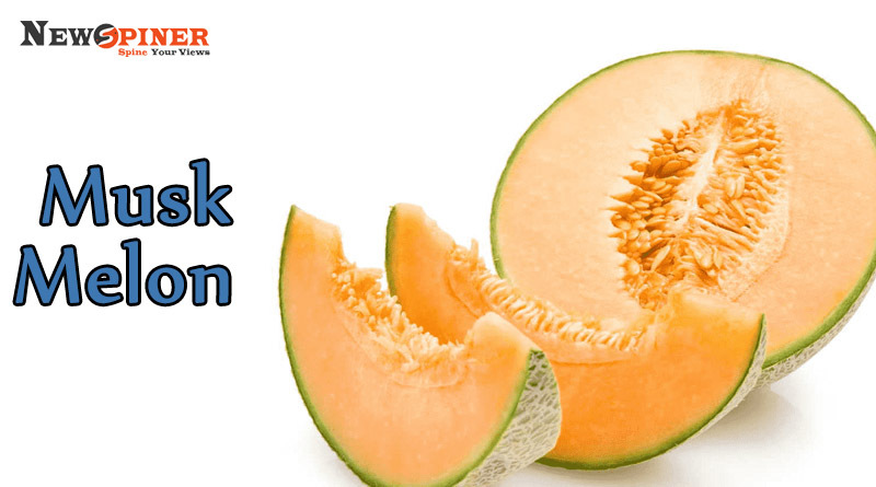 Musk Melon - Summer Fruits in India