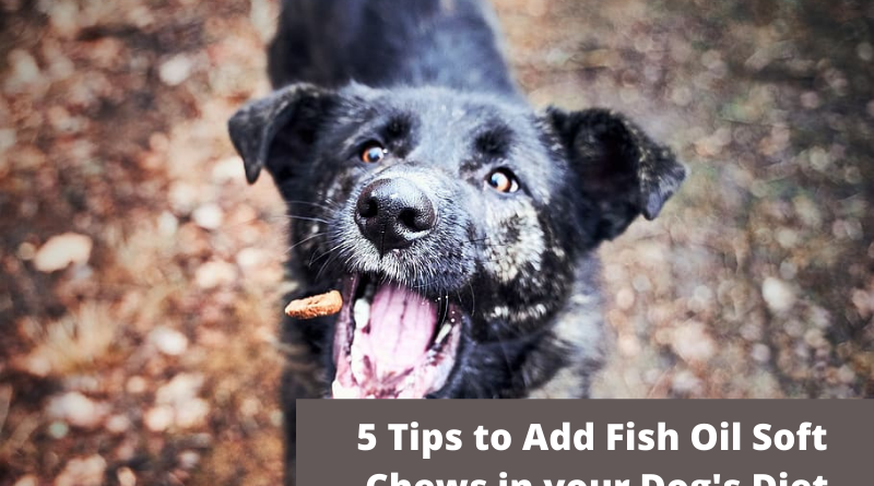 5 Tips to Add Fish Oil Soft Chews in your Dog's Diet