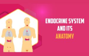 Endocrine system and its Anatomy