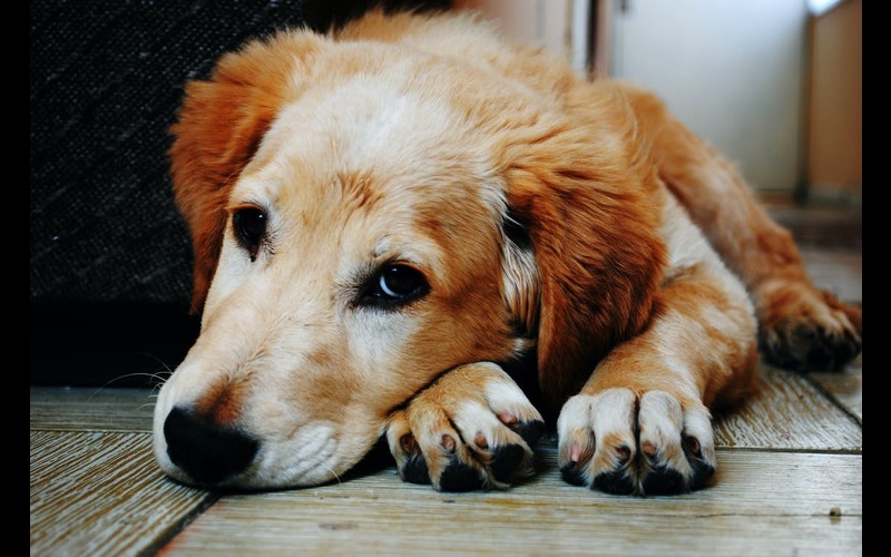 Managing Chronic Pain in Senior Dogs A Comprehensive Approach