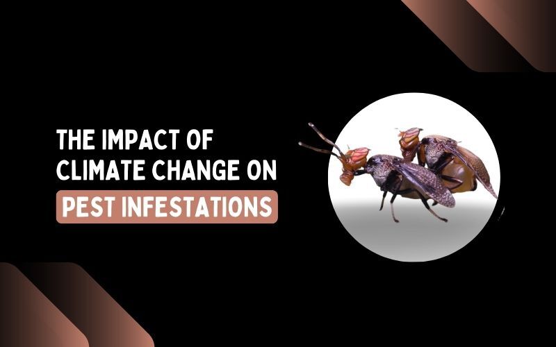 The Impact of Climate Change on Pest Infestations